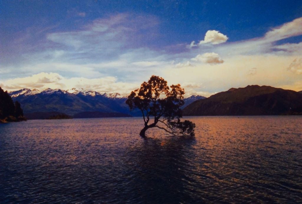 wanaka tree Lake Wanaka Tree Neuseeland