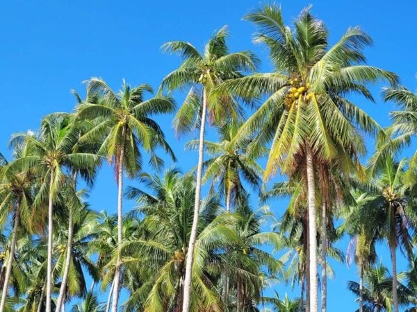 Palm Trees in El Nido