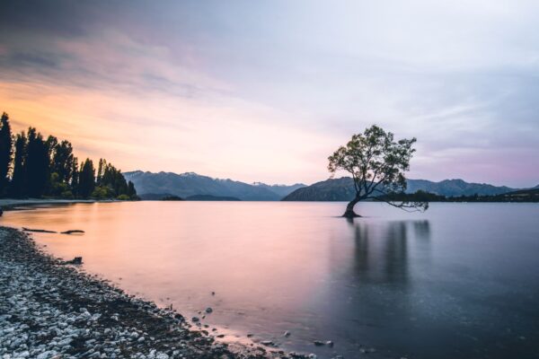 Wanaka Tree in New Zealand