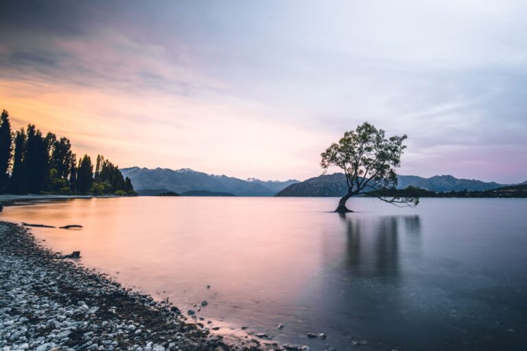 Wanaka Tree in New Zealand
